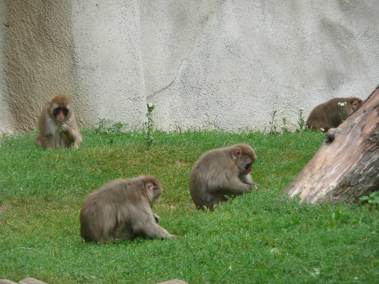 Snow Monkeys