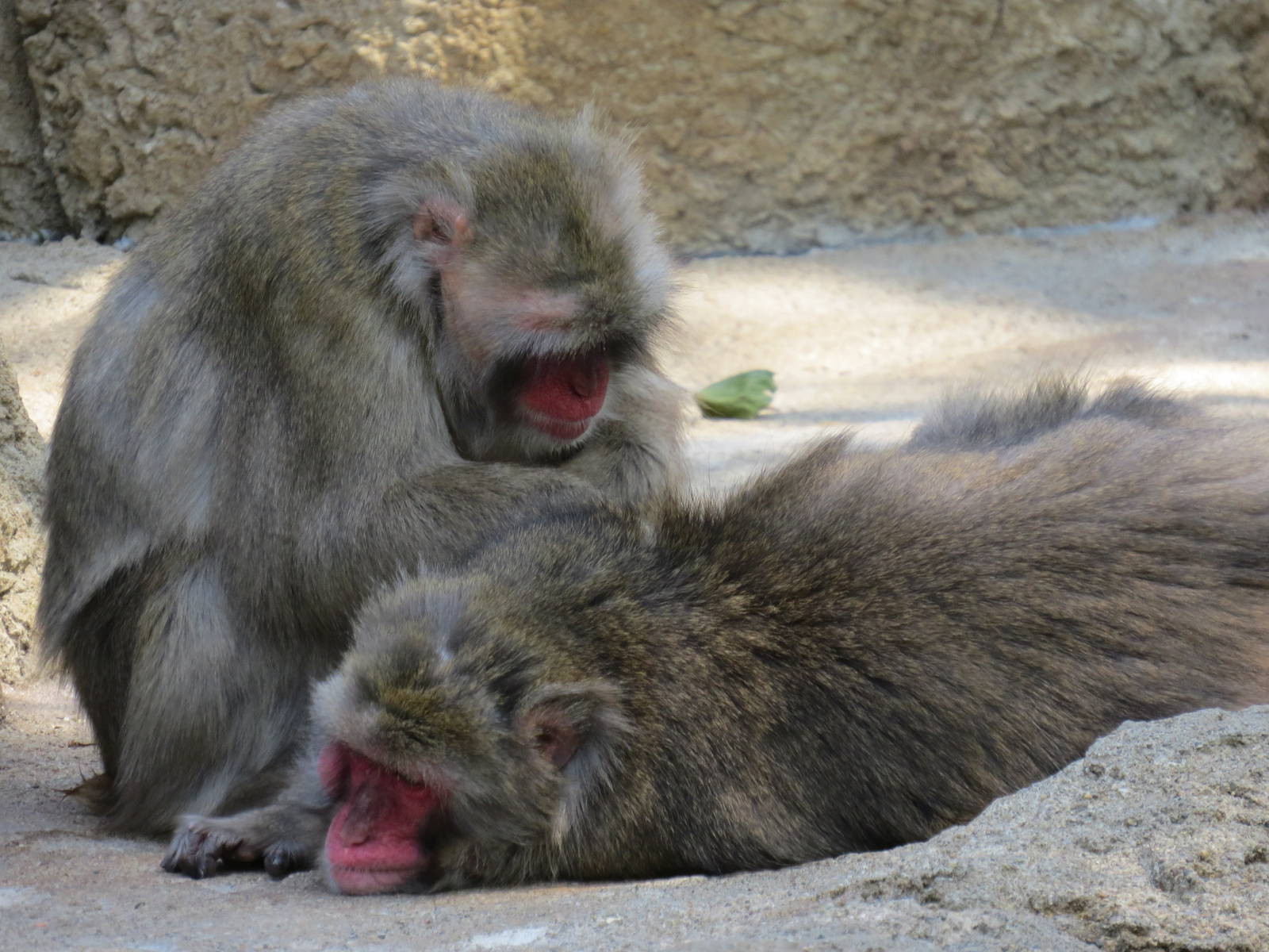 Snow Monkeys
