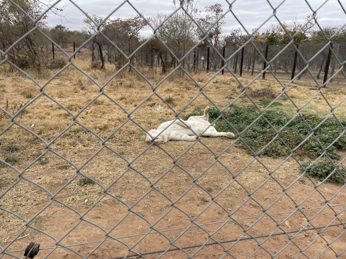 Snow Morph Tiger (Panthera tigris)
