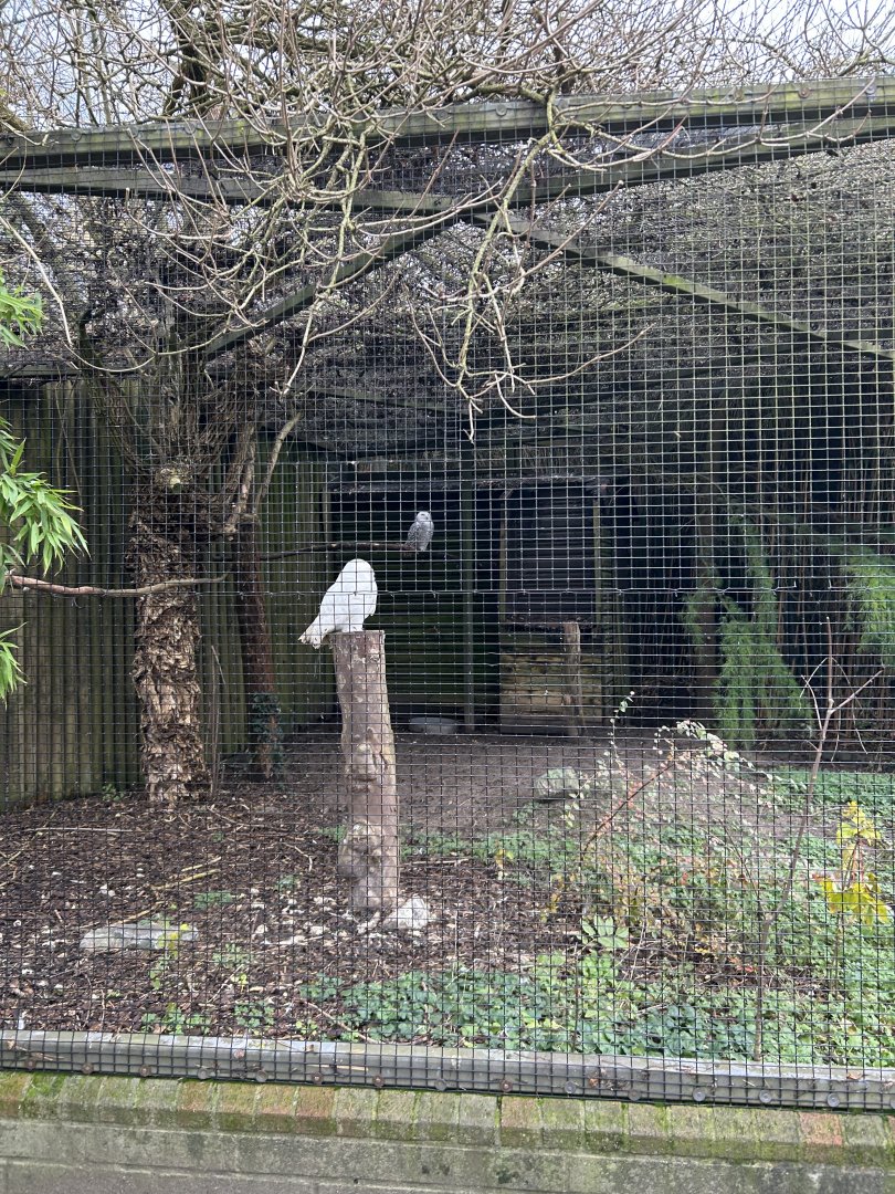 Snow owl aviary