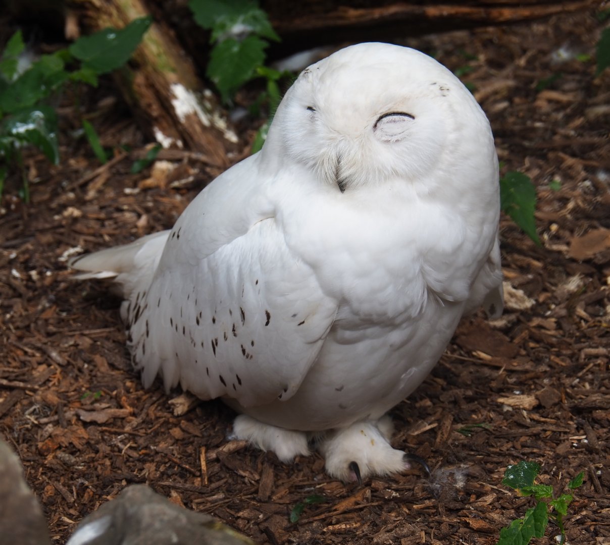 Snow owl (Bubo scandiacus), 2019-05-25
