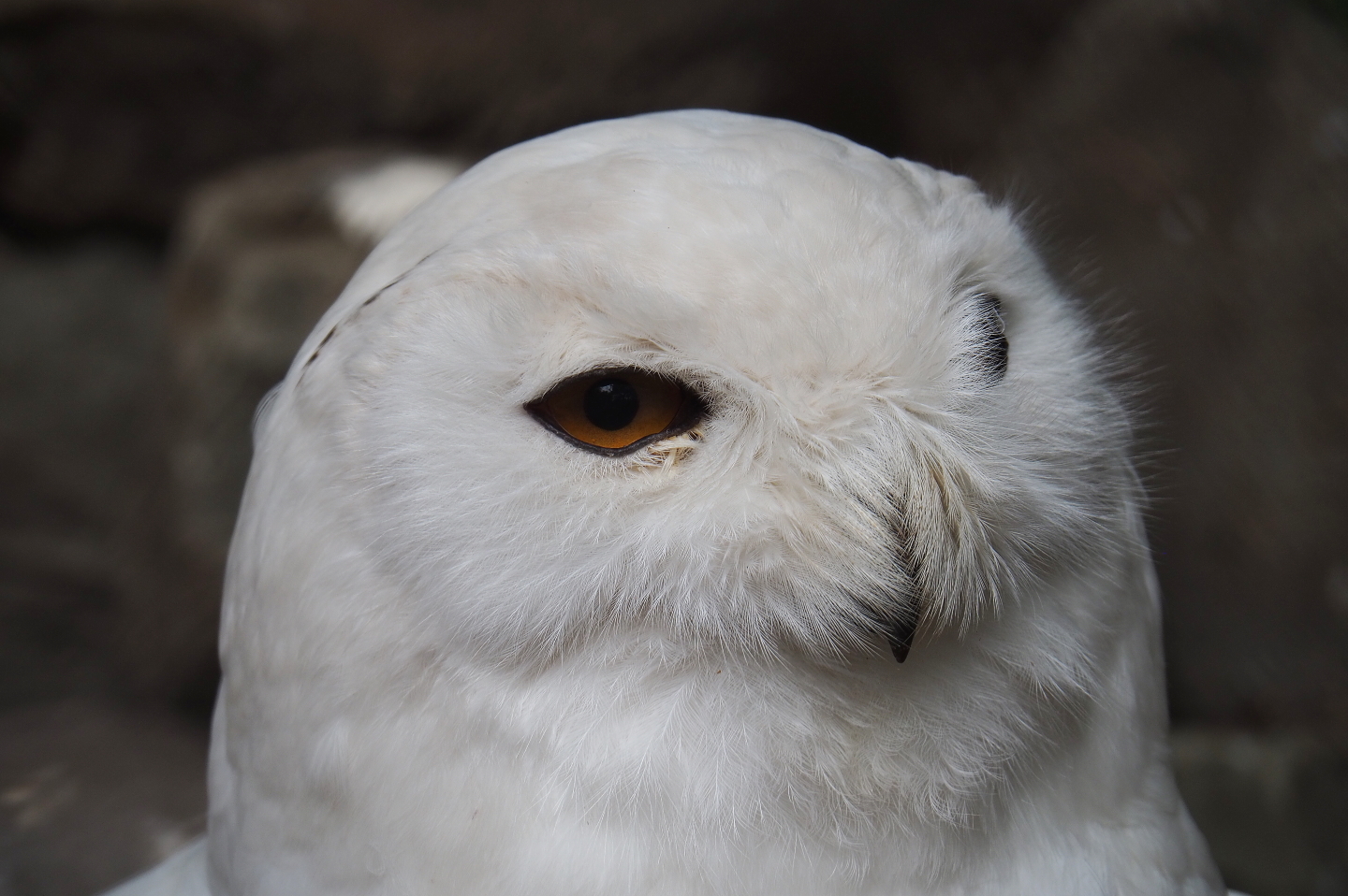 Snow owl (Bubo scandiacus), 2019-05-25