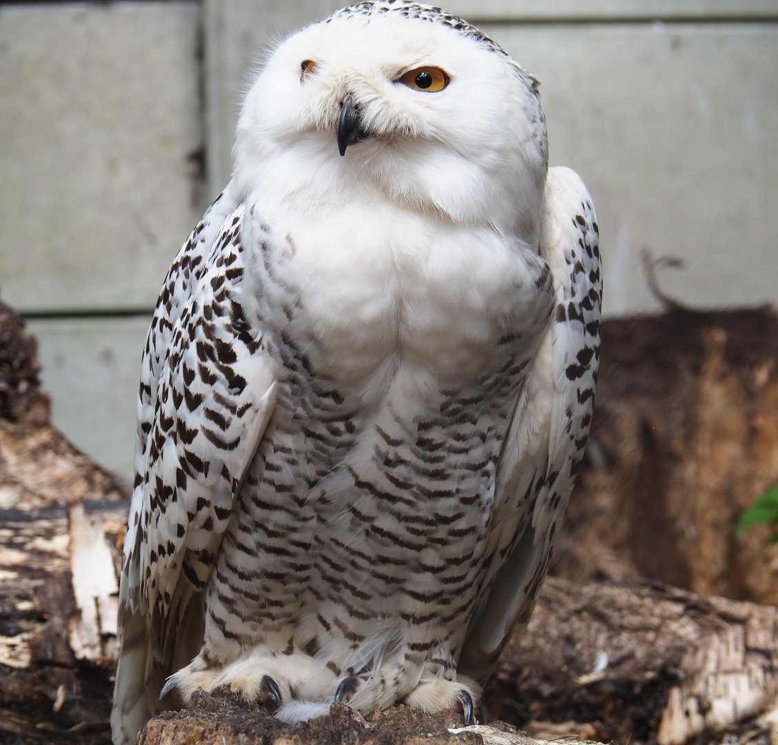 Snow owl (Bubo scandiacus), 2019-05-25