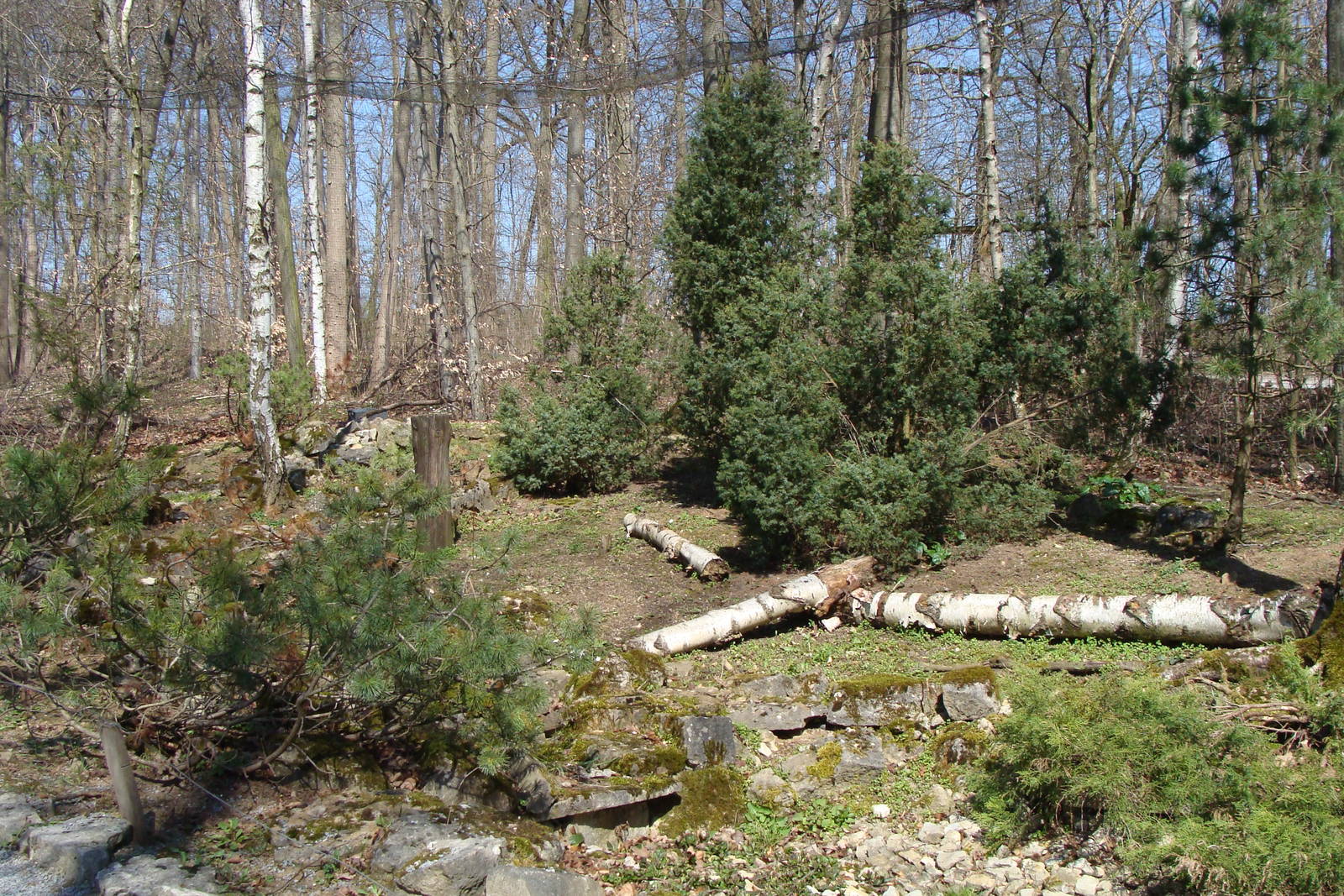 snow owl walktrough aviary