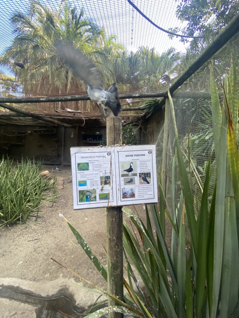 Snow Pigeon/Indian Peafowl Exhibit