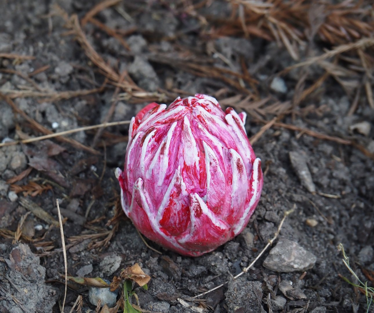 Snow plant (Sarcodes sanguinea), 2024-06-30