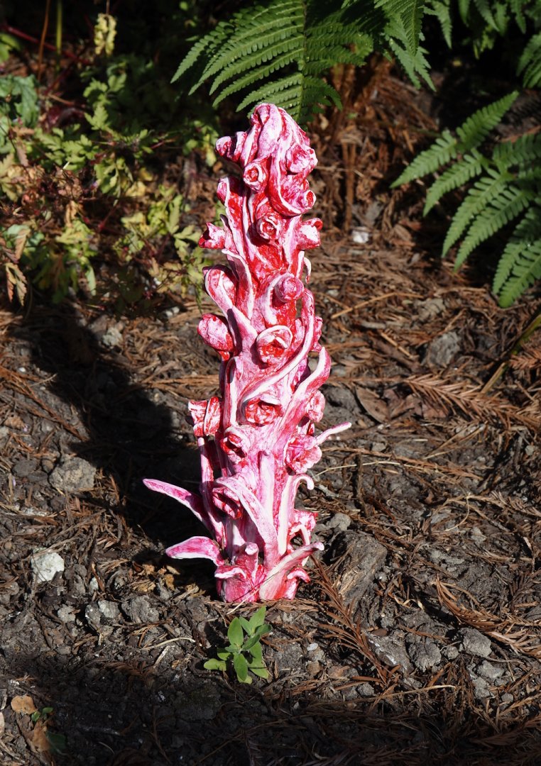 Snow plant (Sarcodes sanguinea), 2024-06-30