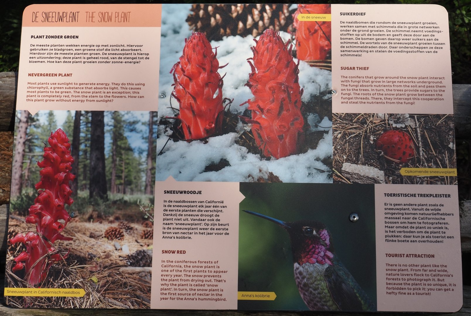 Snow plant (Sarcodes sanguinea) signage, 2024-06-30
