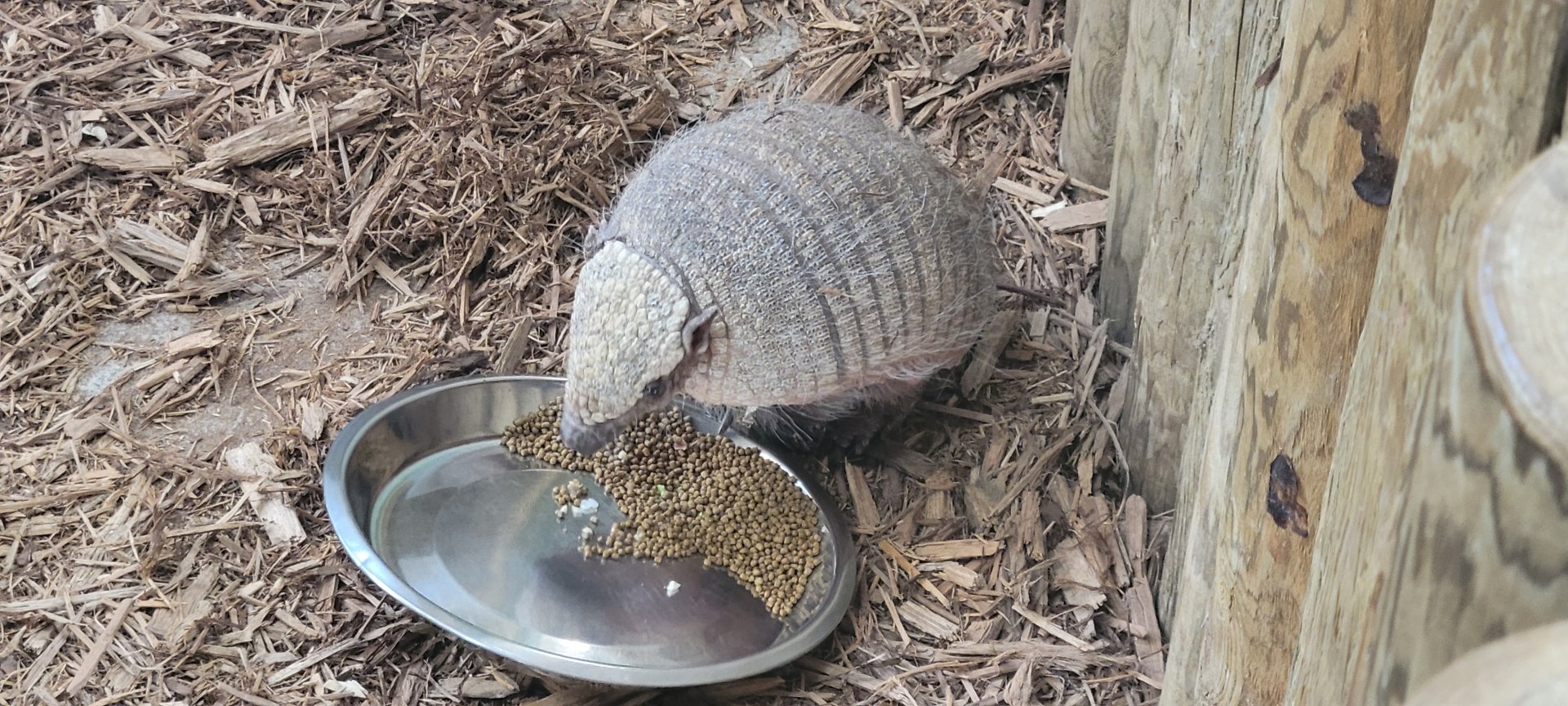 Snow the Large Hairy Armadillo (1/25/25)