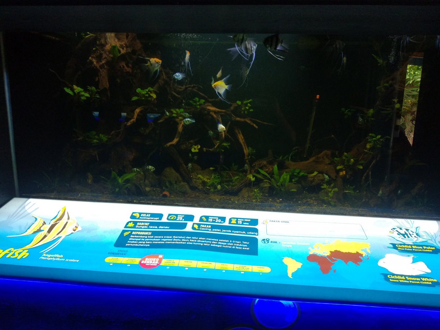 Snow white cichlid (Pseudotropheus socolofi) and blue polar cichlid (Archocentrus nigrofasciatus X A. citrinellus) information panel