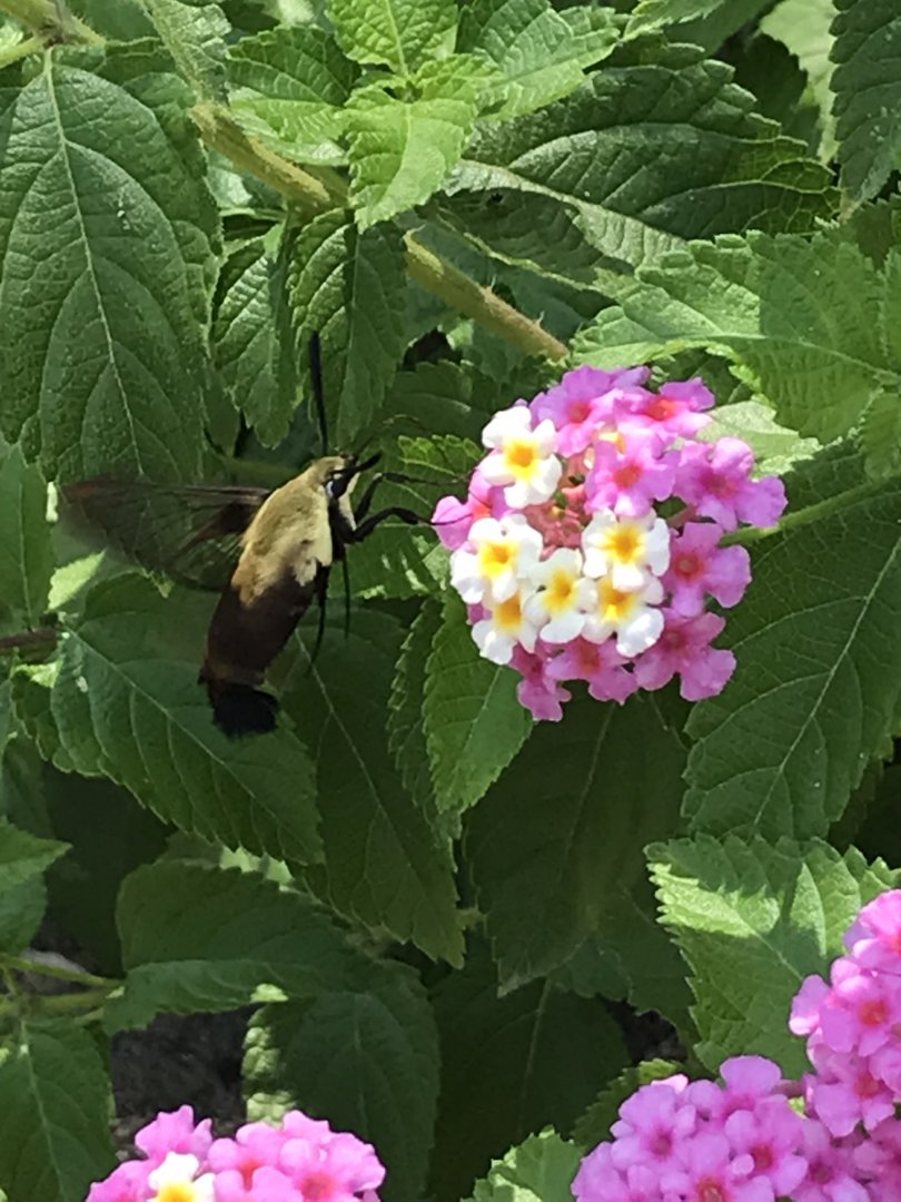 Snowberry Clearwing Moth