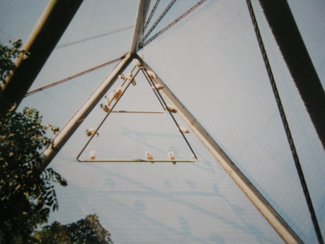 Snowdon Aviary Sacred Ibis perching 1999.