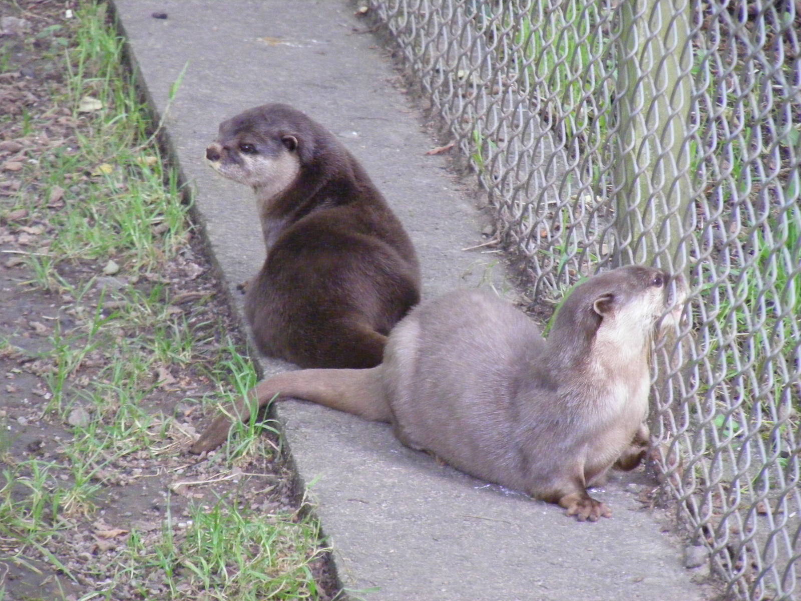 Snowdrop and Attitude the Asian small-clawed otters at Dartmoor Zoo, 31 Jul