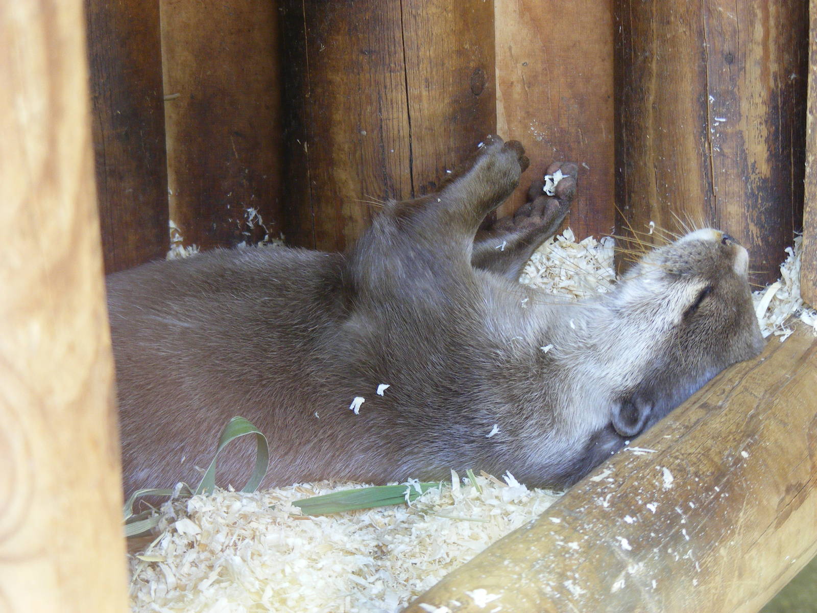 Snowdrop the Asian short-clawed otter at Marwell Wildlife, 27 June 2010