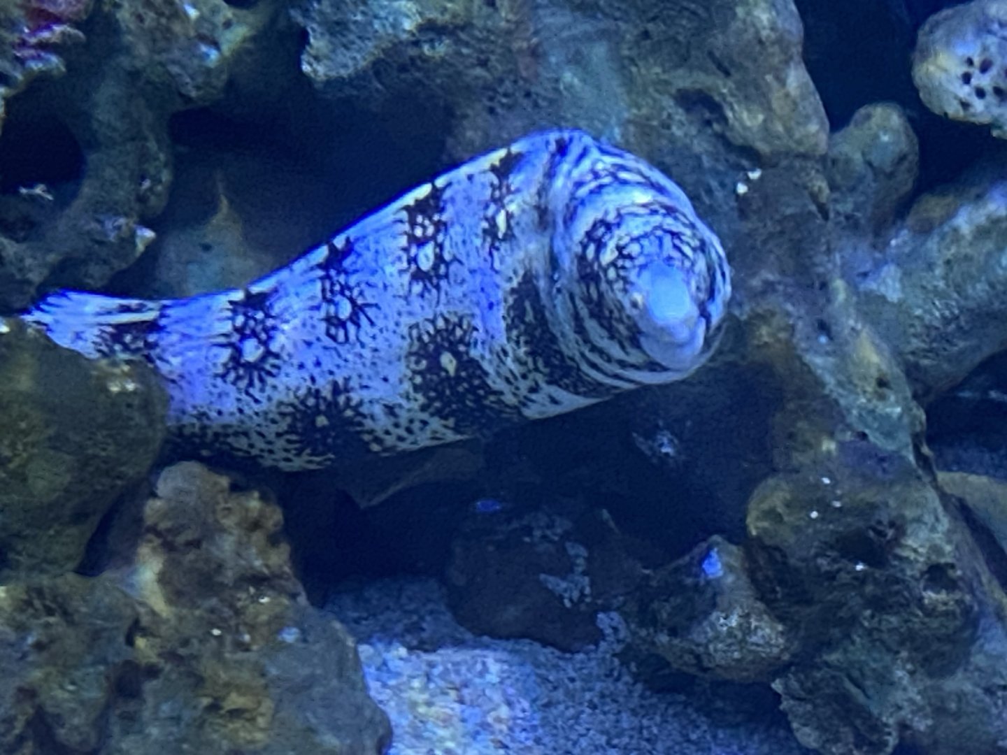 Snowflake eel 070124