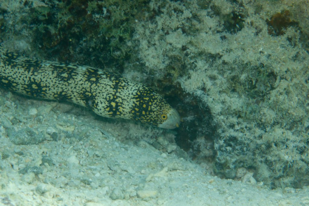 Snowflake Eel (Echidna nebulosa)