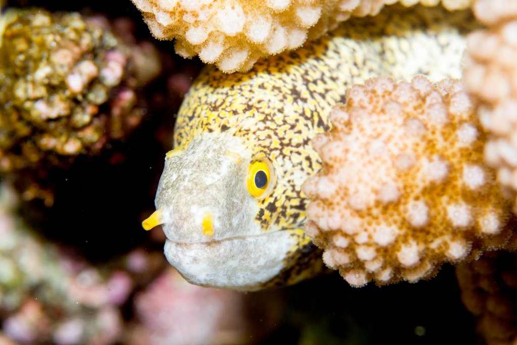 Snowflake Eel