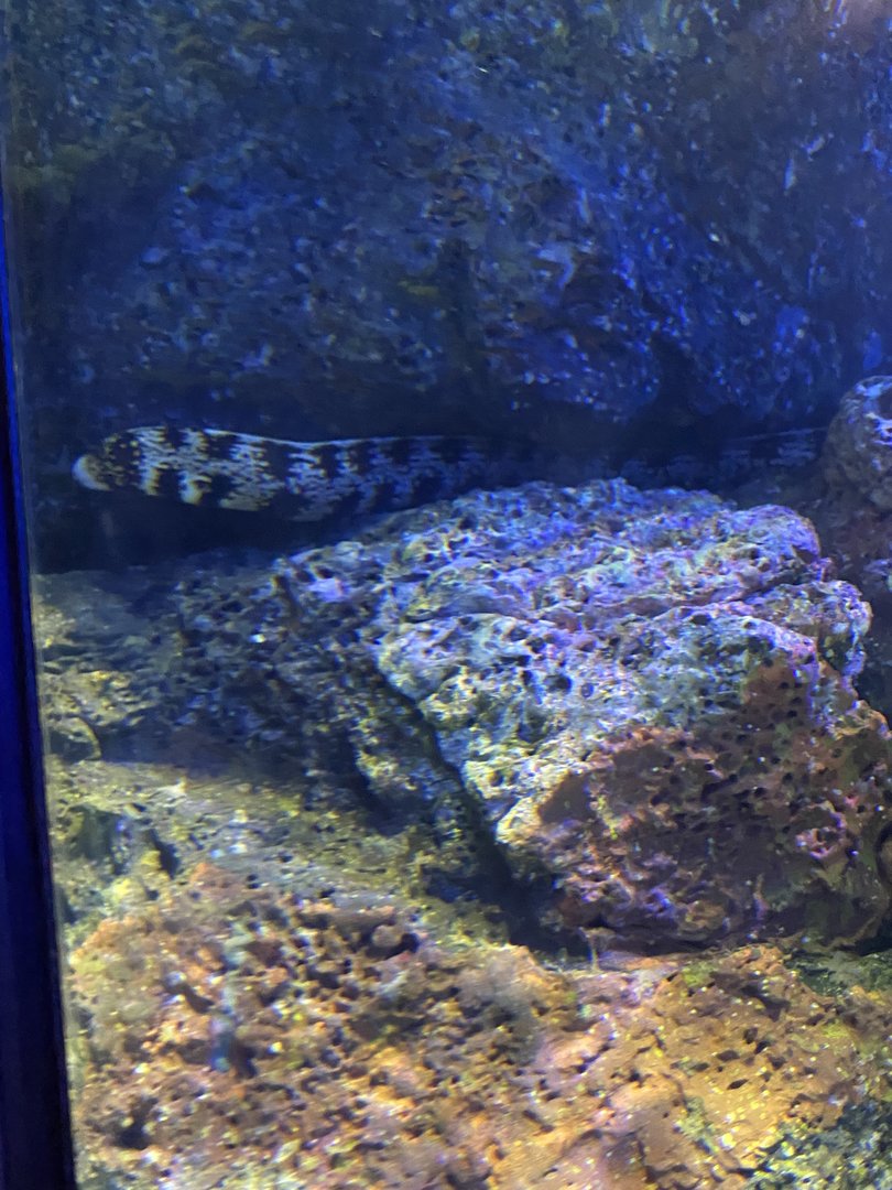 Snowflake Eel