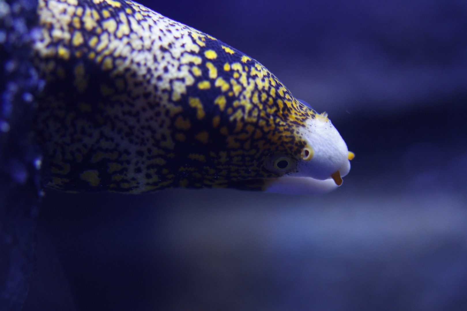Snowflake moray (Echidna nebulosa)