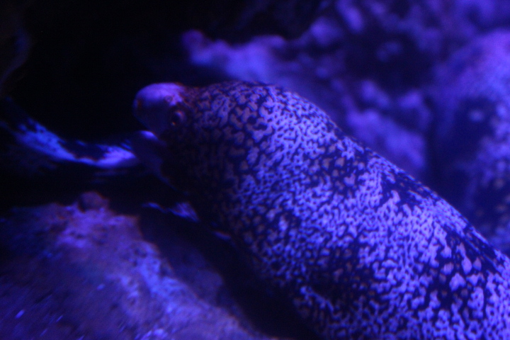 Snowflake moray (Echidna nebulosa)