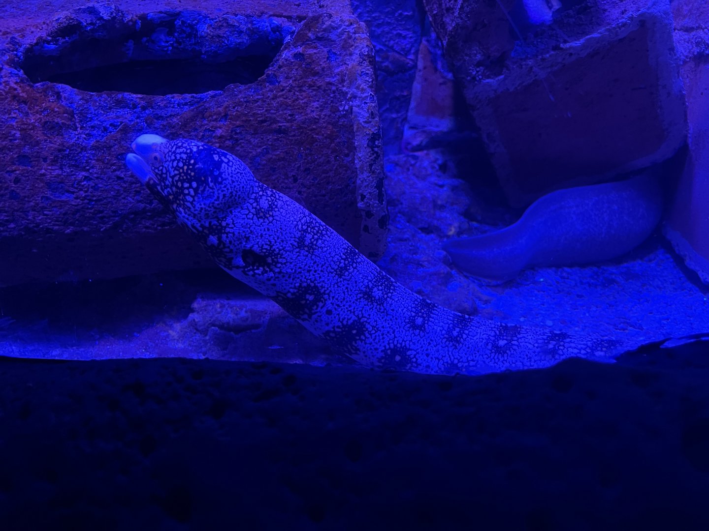 snowflake moray (echidna nebulosa)
