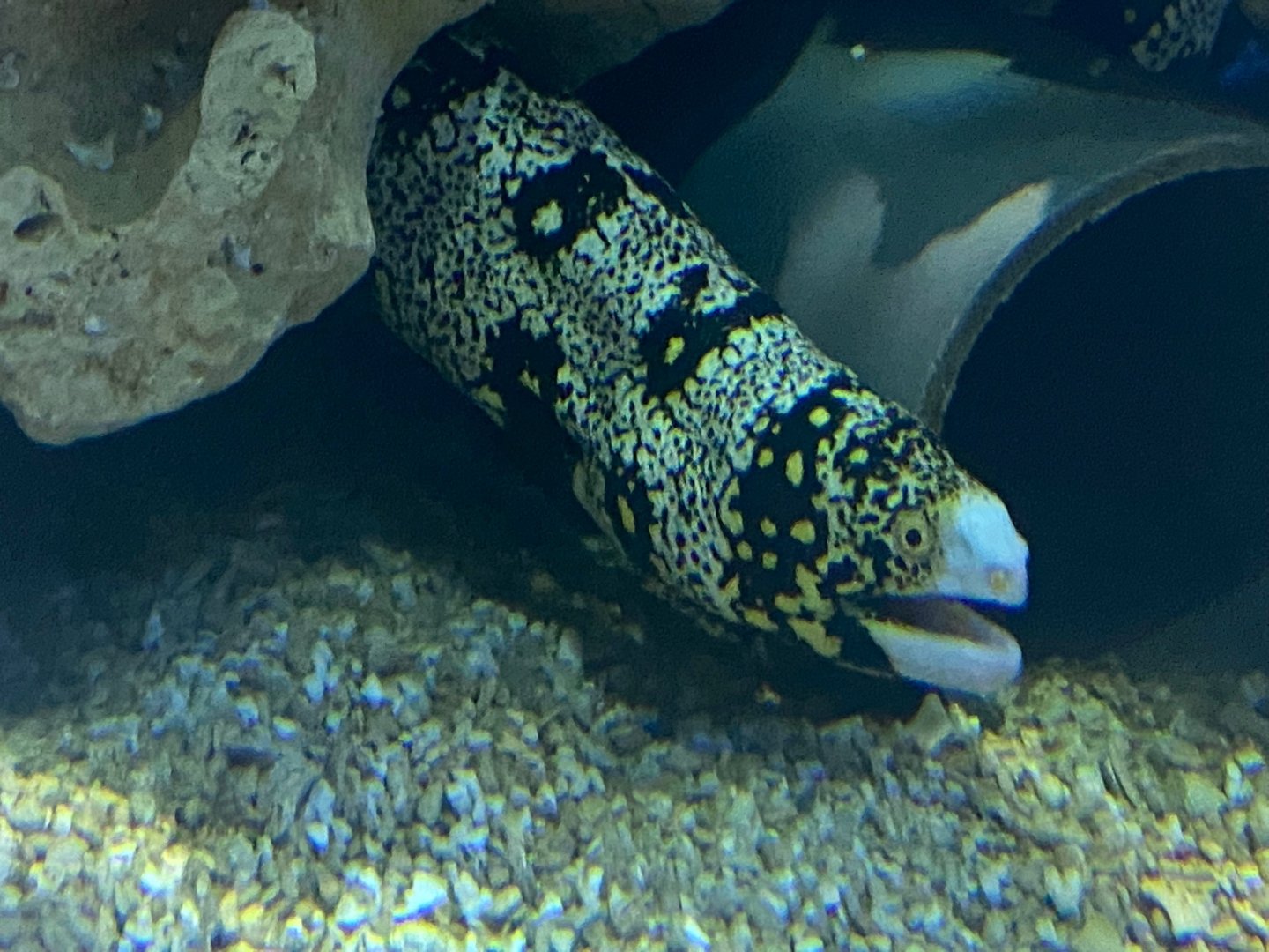 Snowflake moray eel 240122