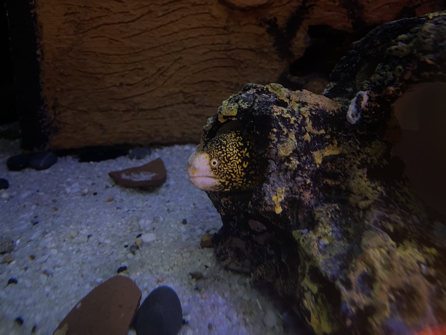 snowflake moray eel (echidna nebulosa)