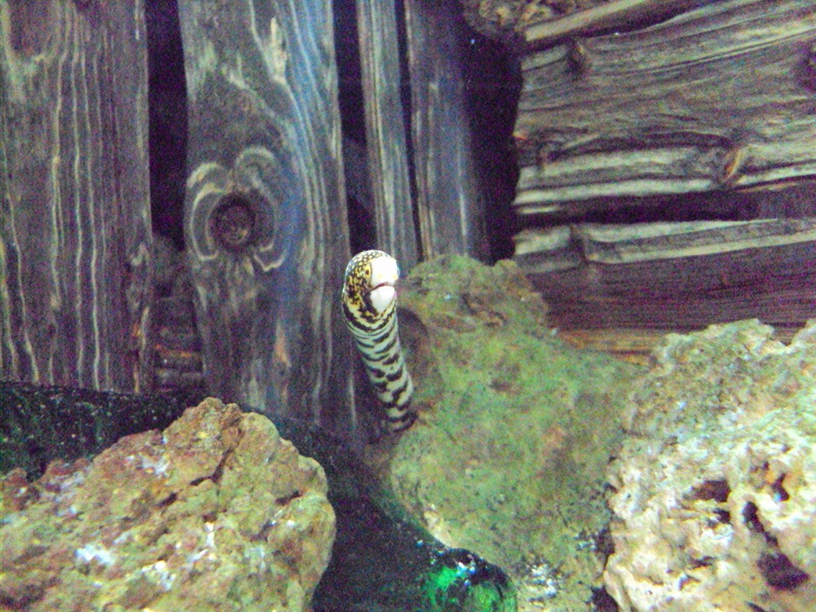 Snowflake Moray Eel