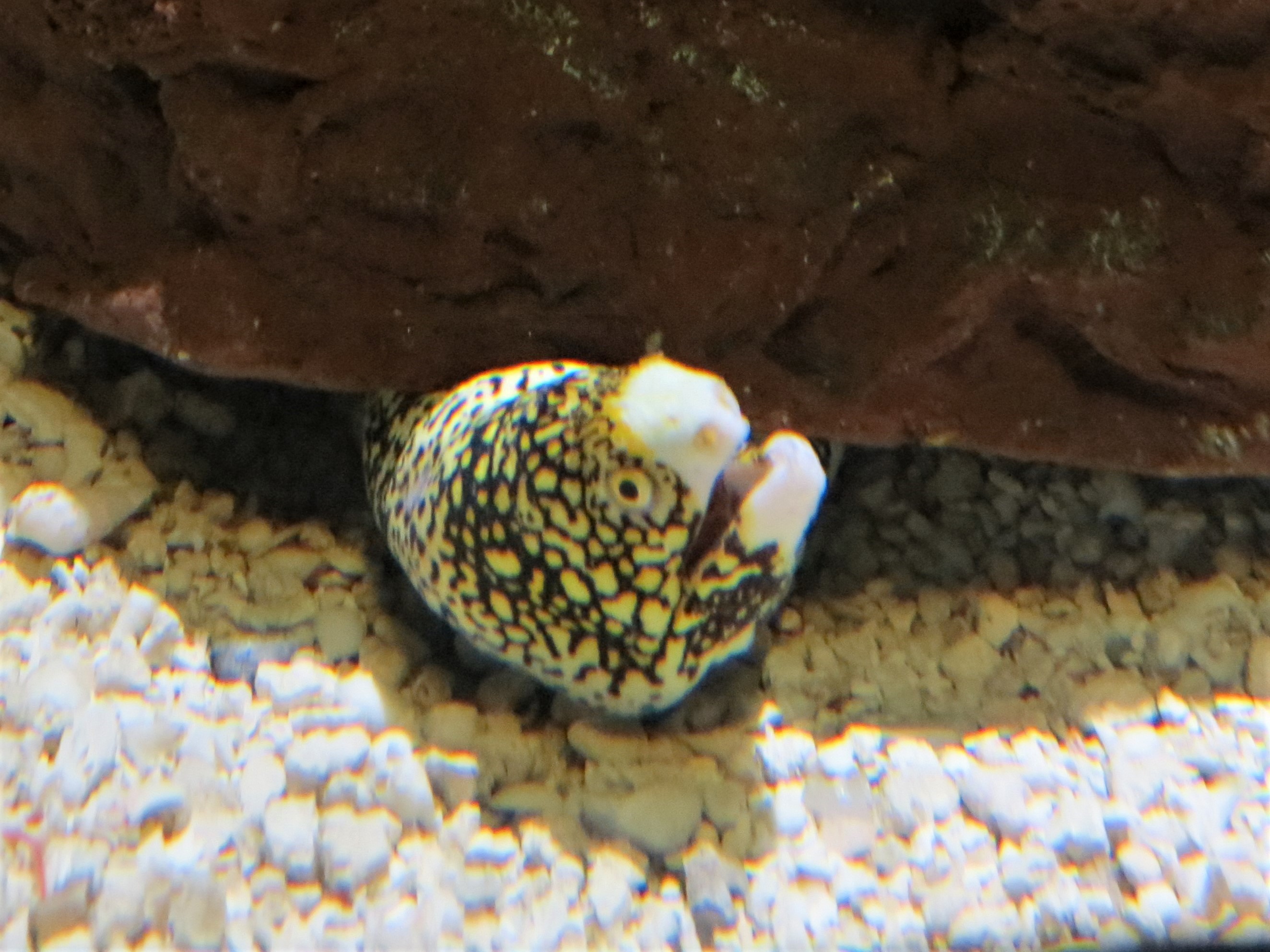 Snowflake Moray Eel