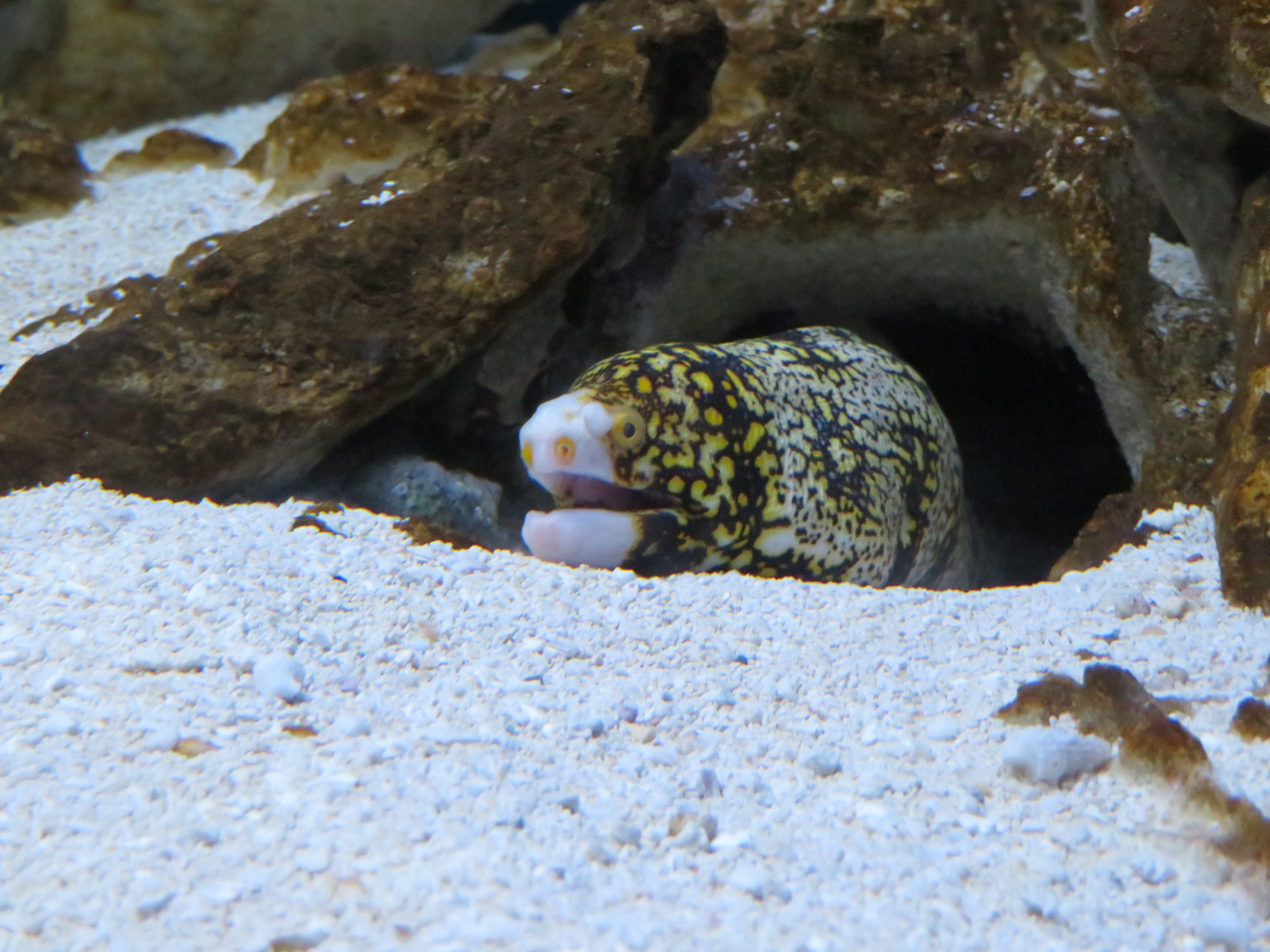 Snowflake Moray Eel