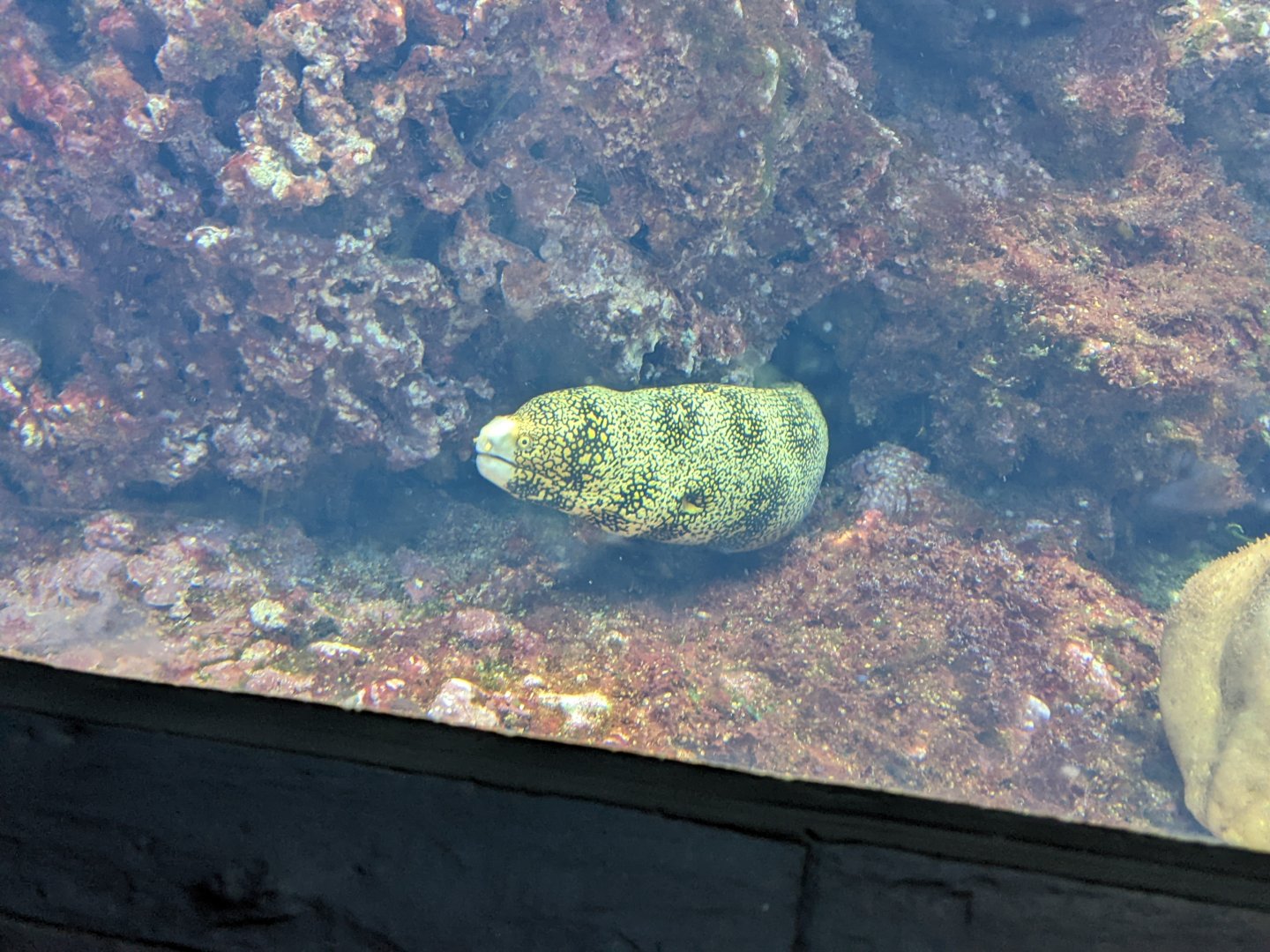 Snowflake Moray Eel