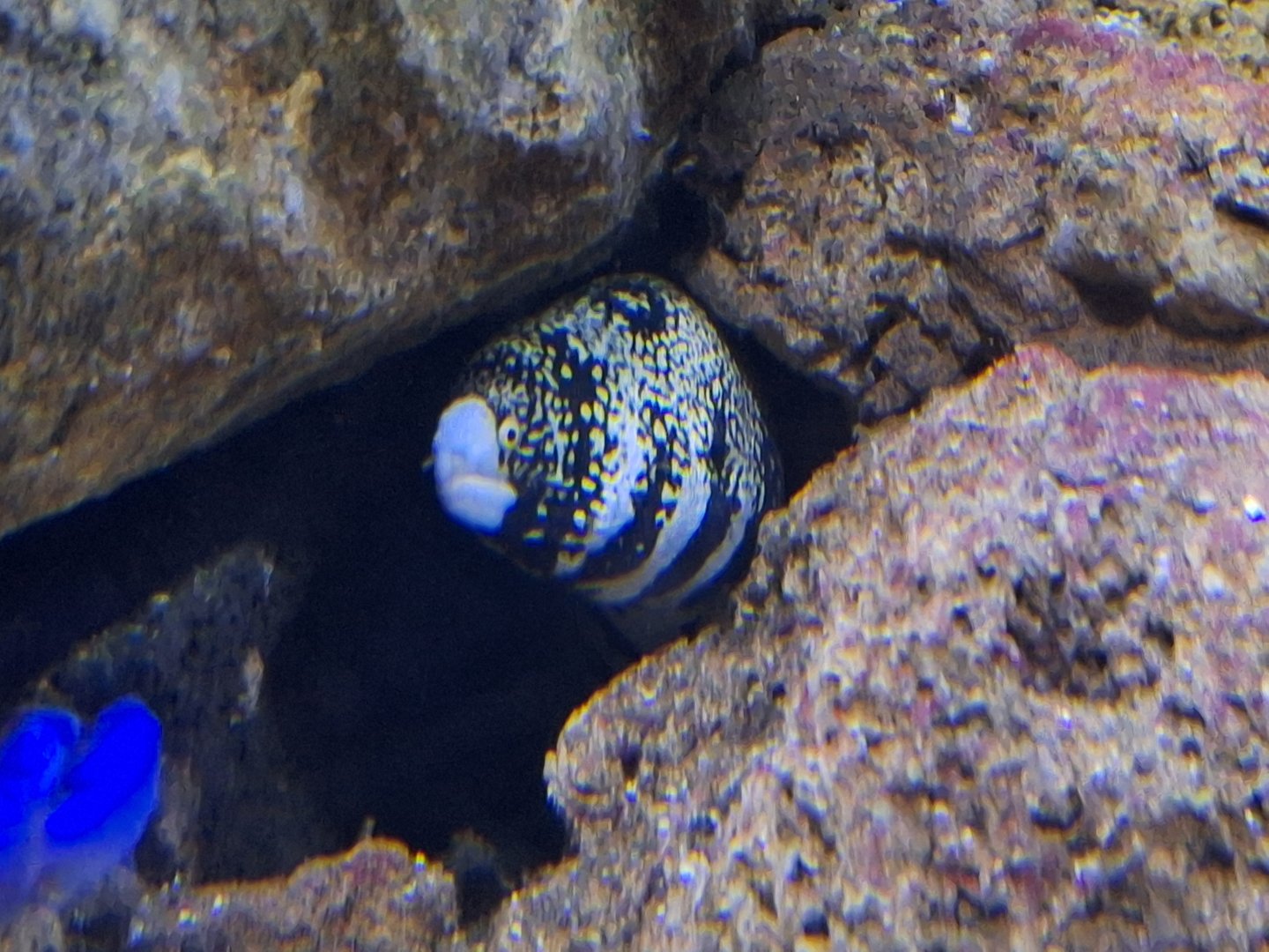 Snowflake Moray Eel