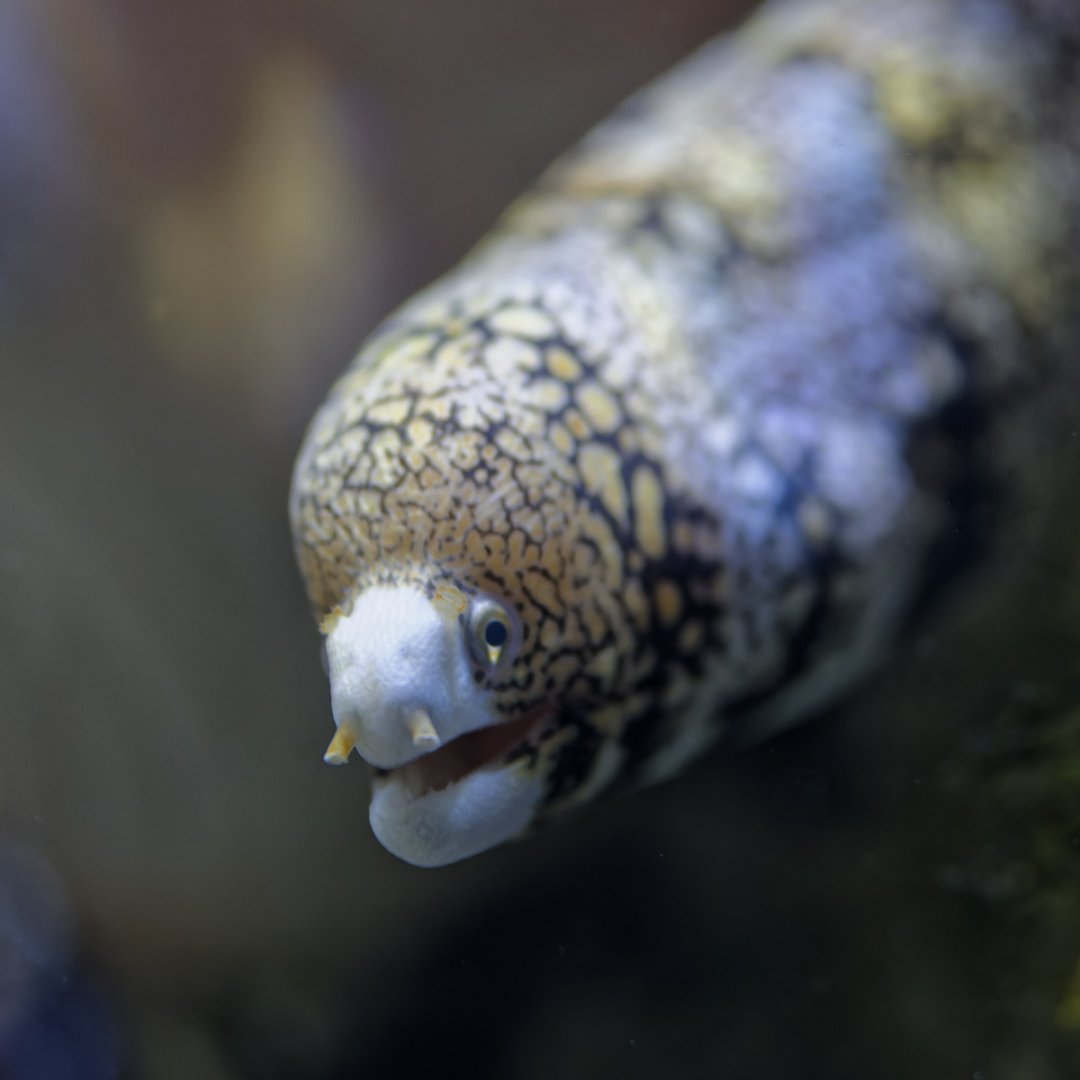 Snowflake moray eel