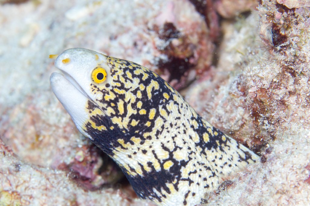 Snowflake Moray