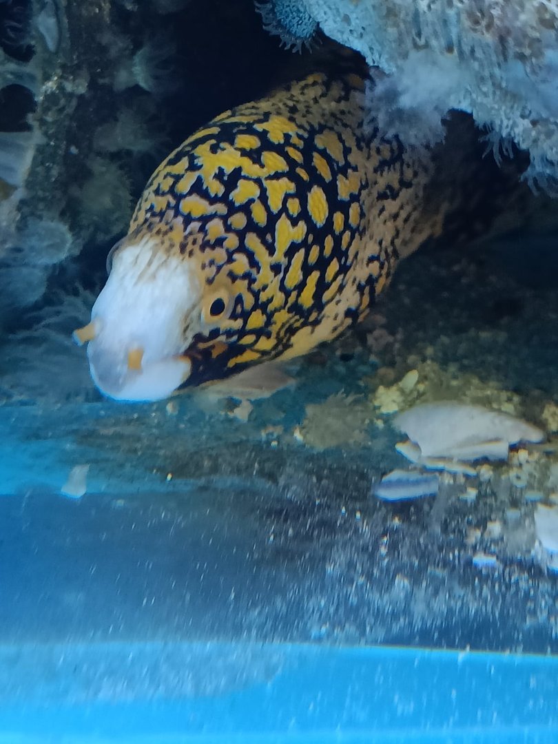 Snowflake Moray