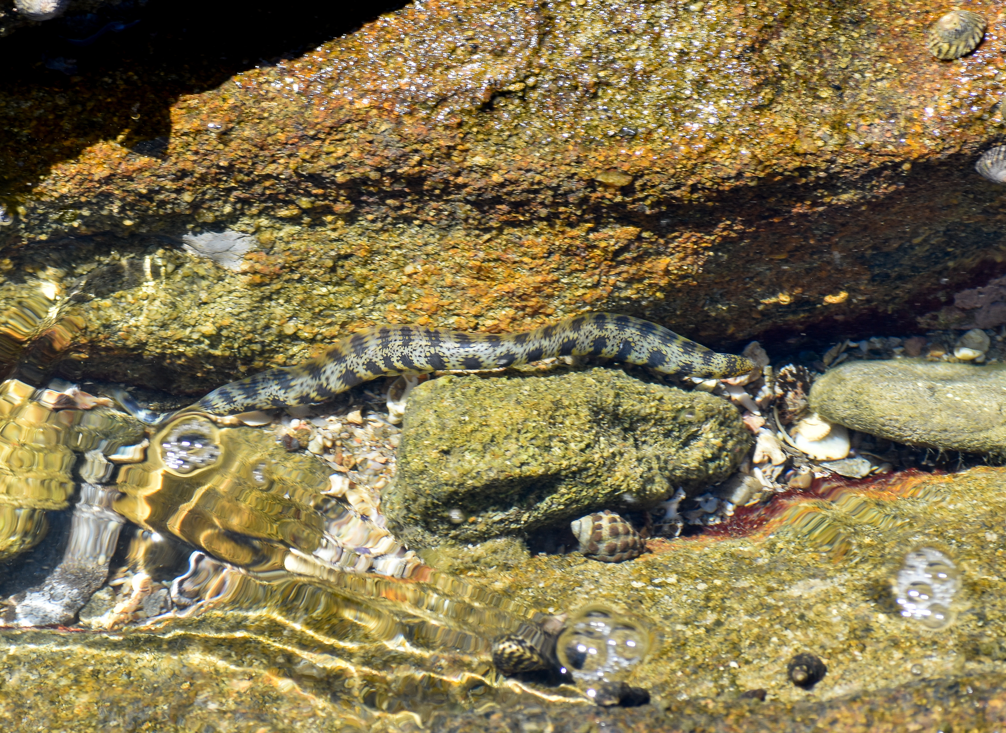 Snowflake Moray