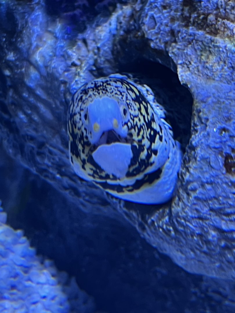 Snowflake Moray