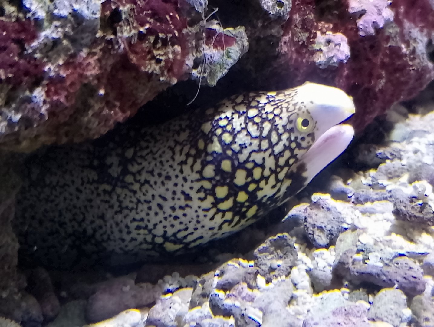 Snowflake moray