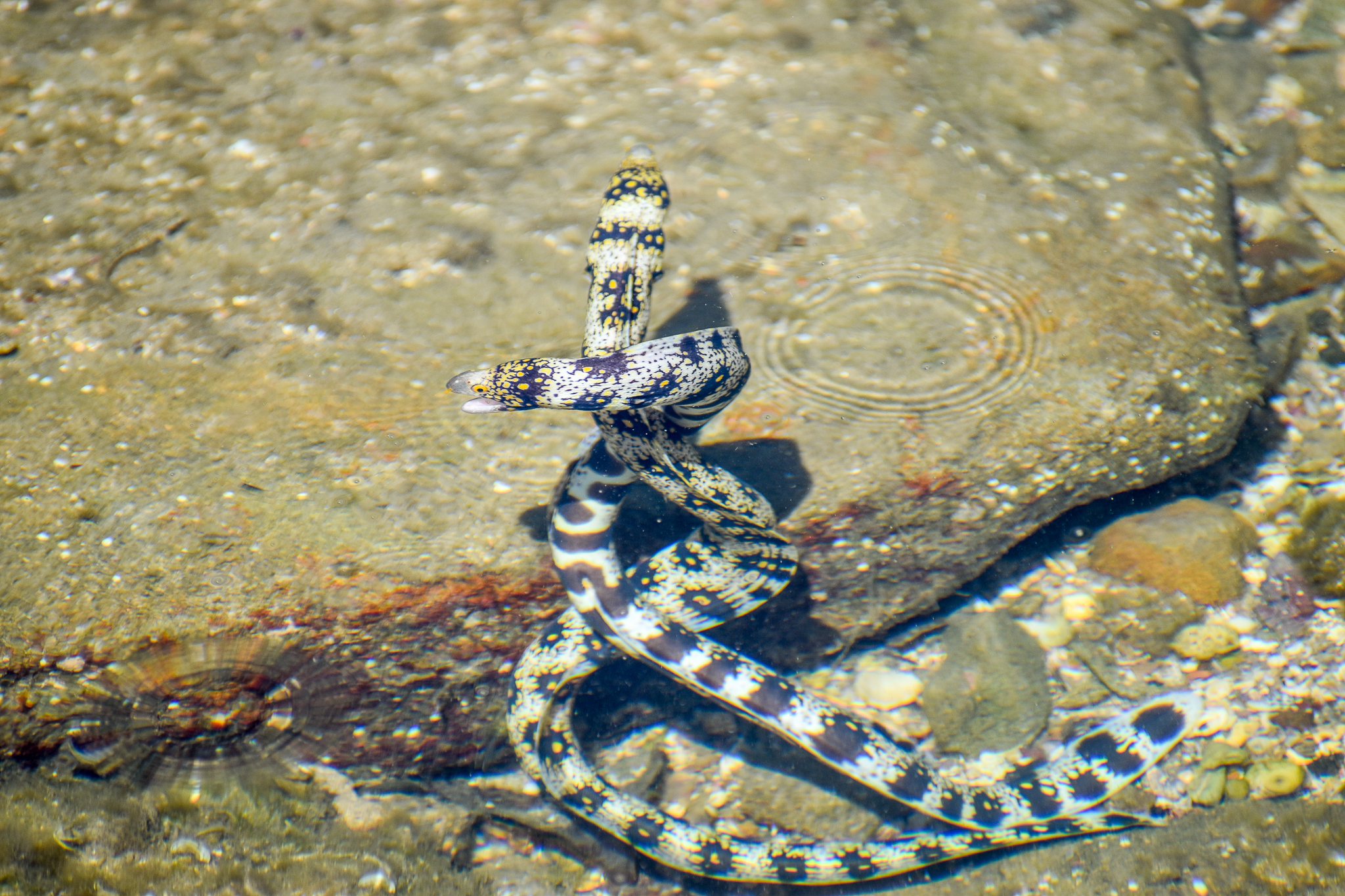 Snowflake Morays entwining