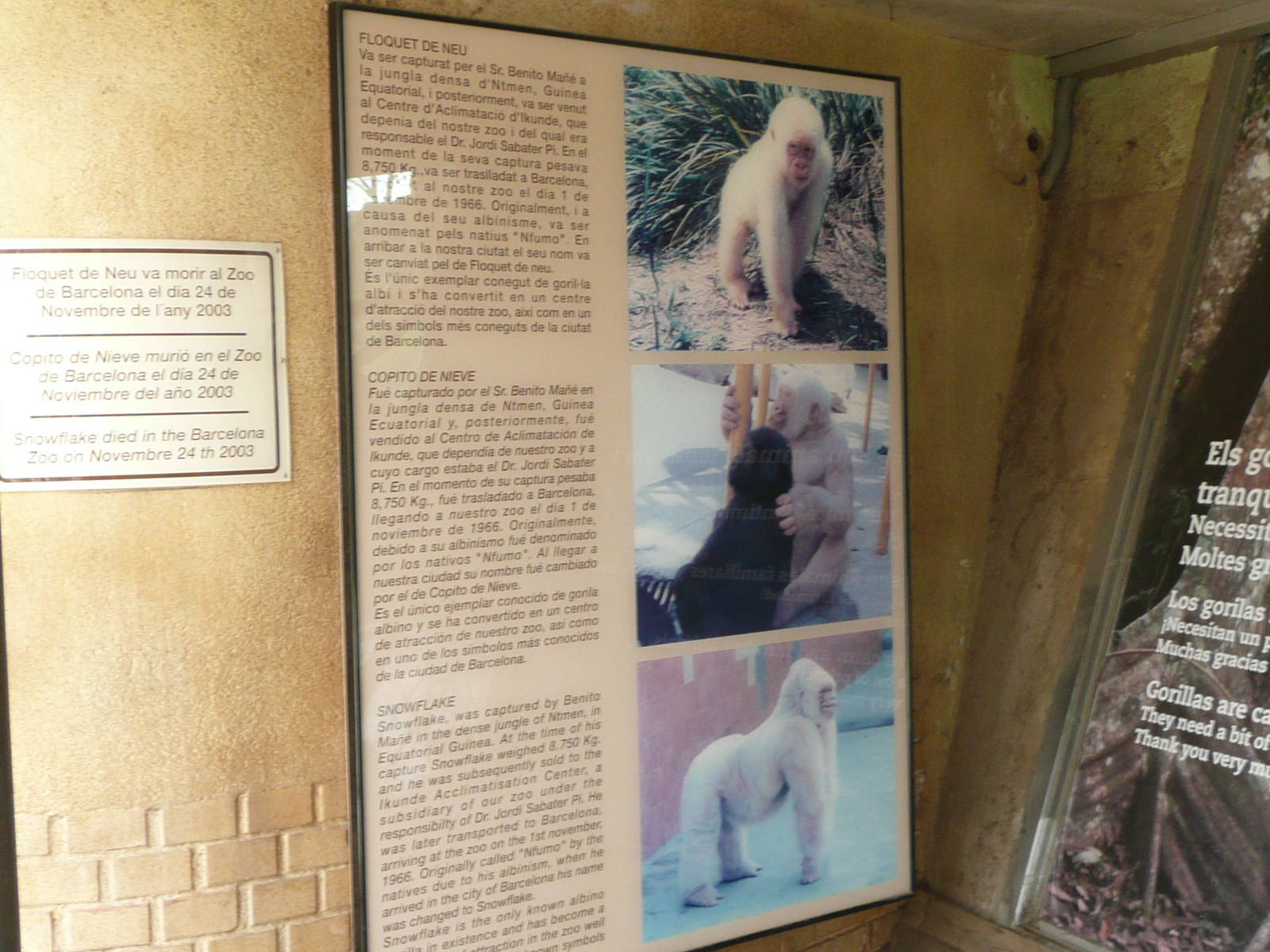 Snowflake notice on Gorilla enclosure