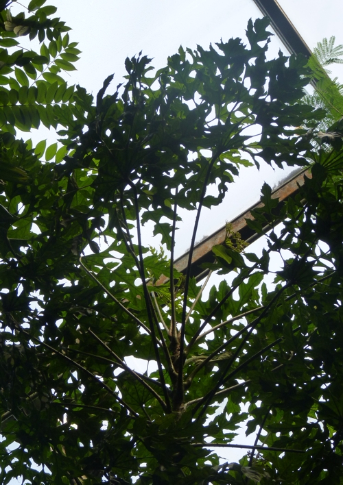Snowflake plant (Trevesia palmata)