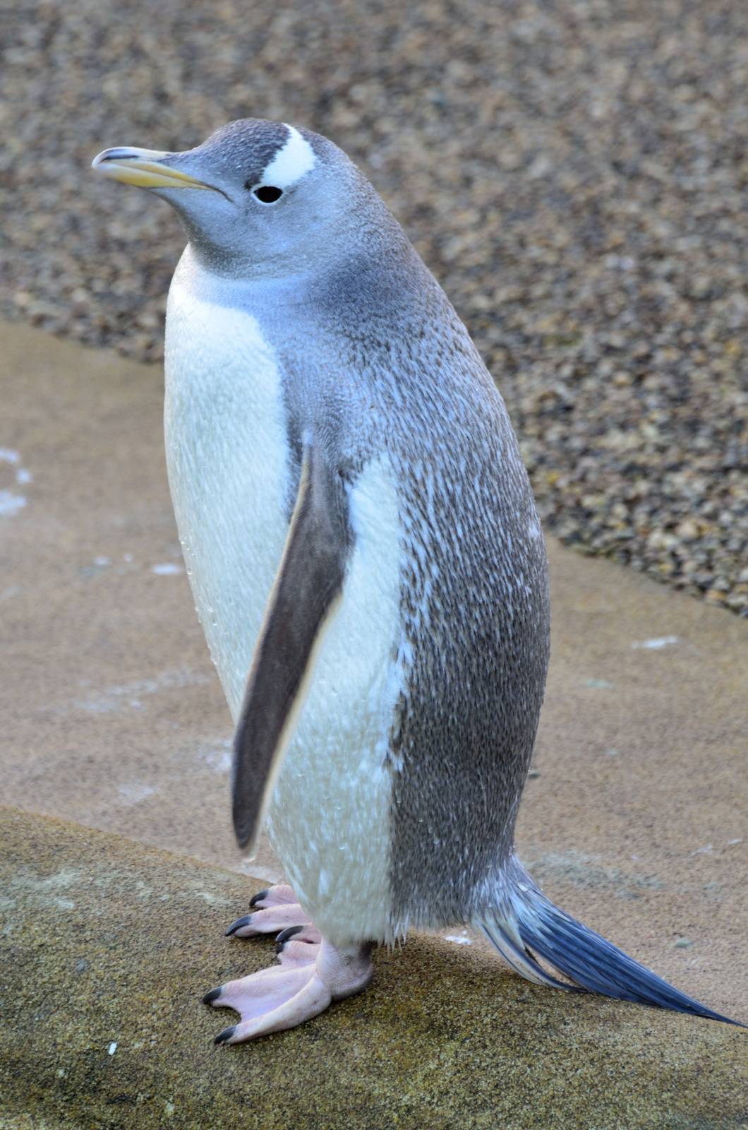 Snowflake the Gentoo 03/01/2015