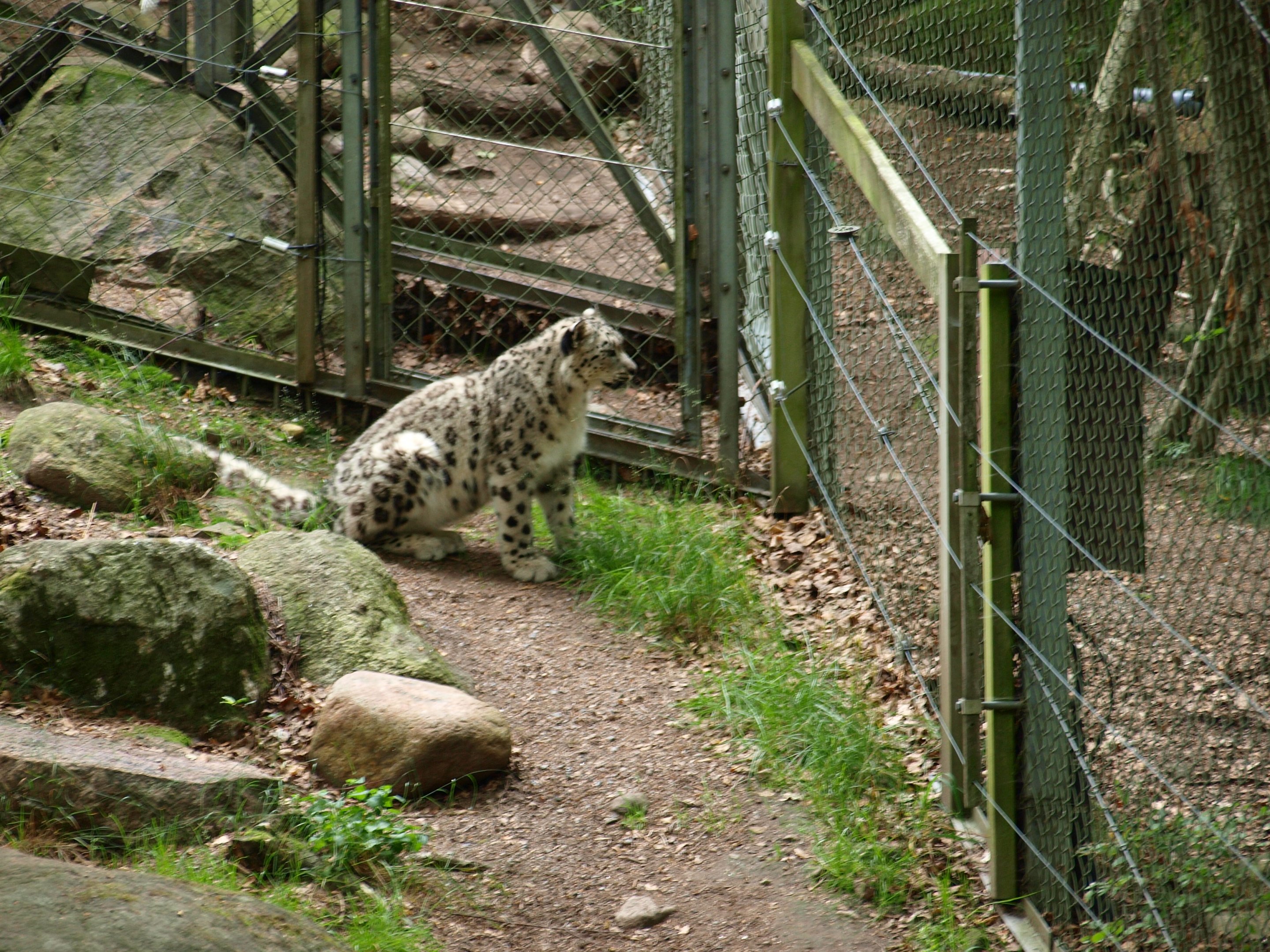 Snowleopard 2011