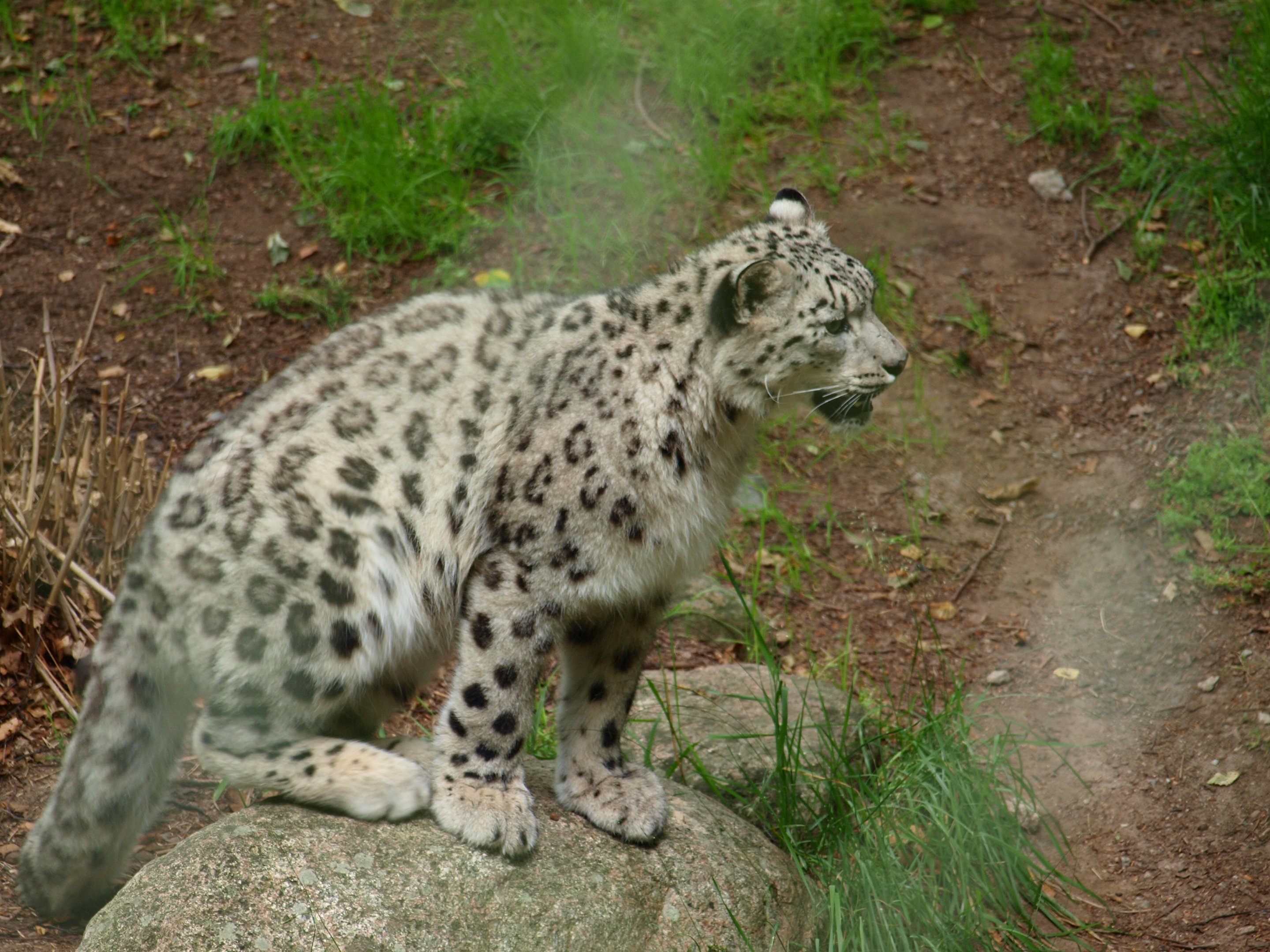 Snowleopard 2011