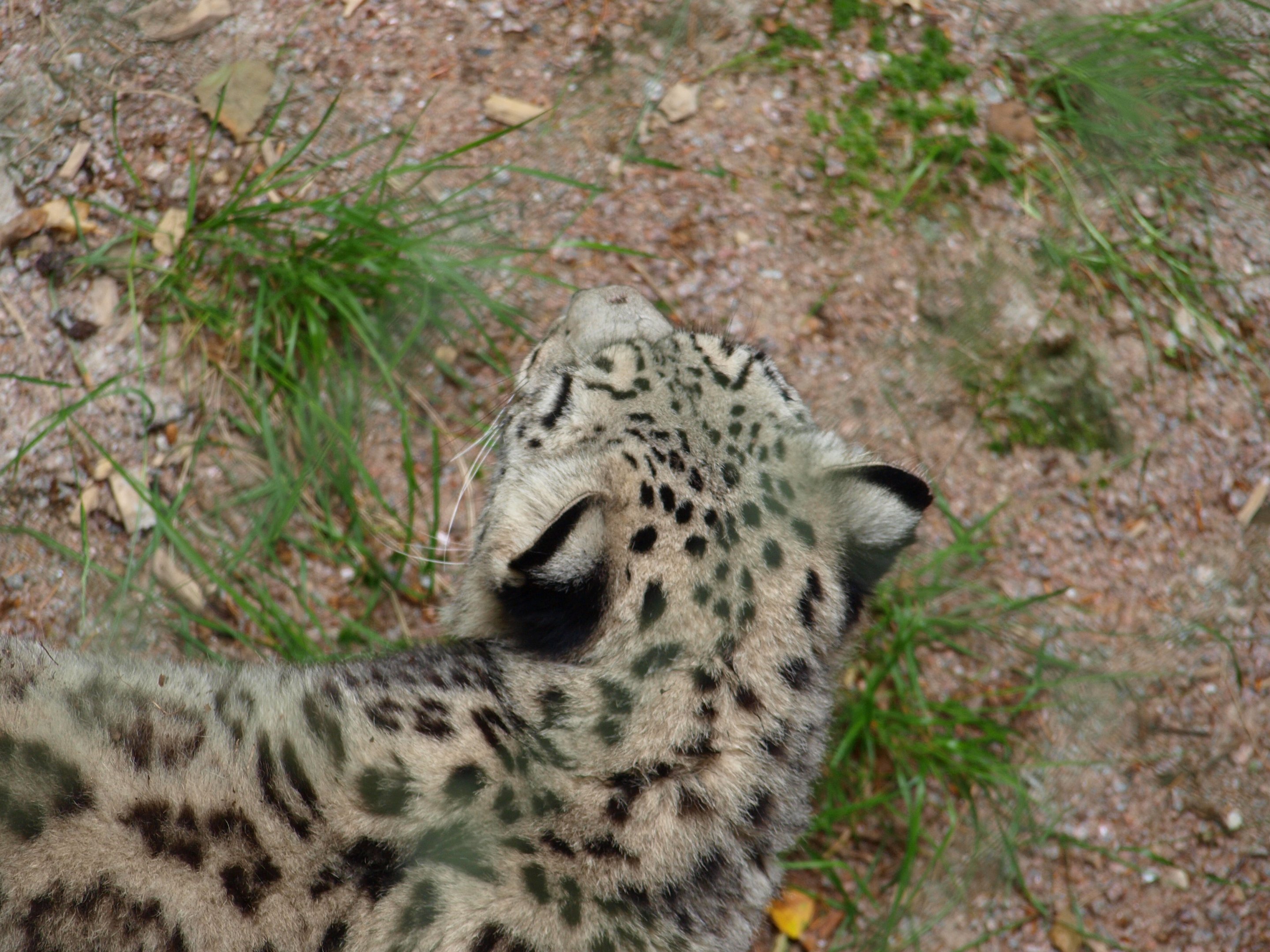 Snowleopard 2011