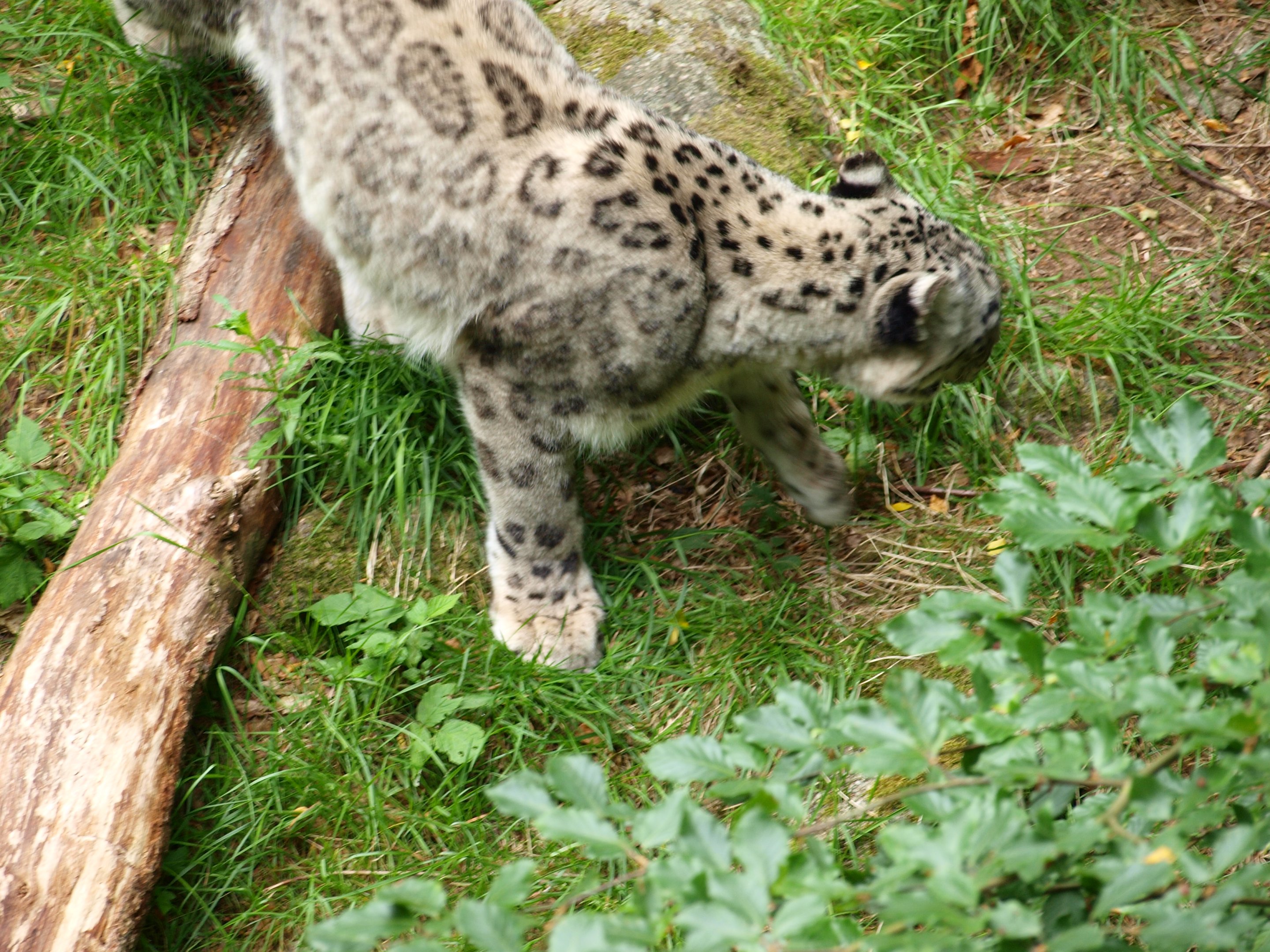 Snowleopard 2011