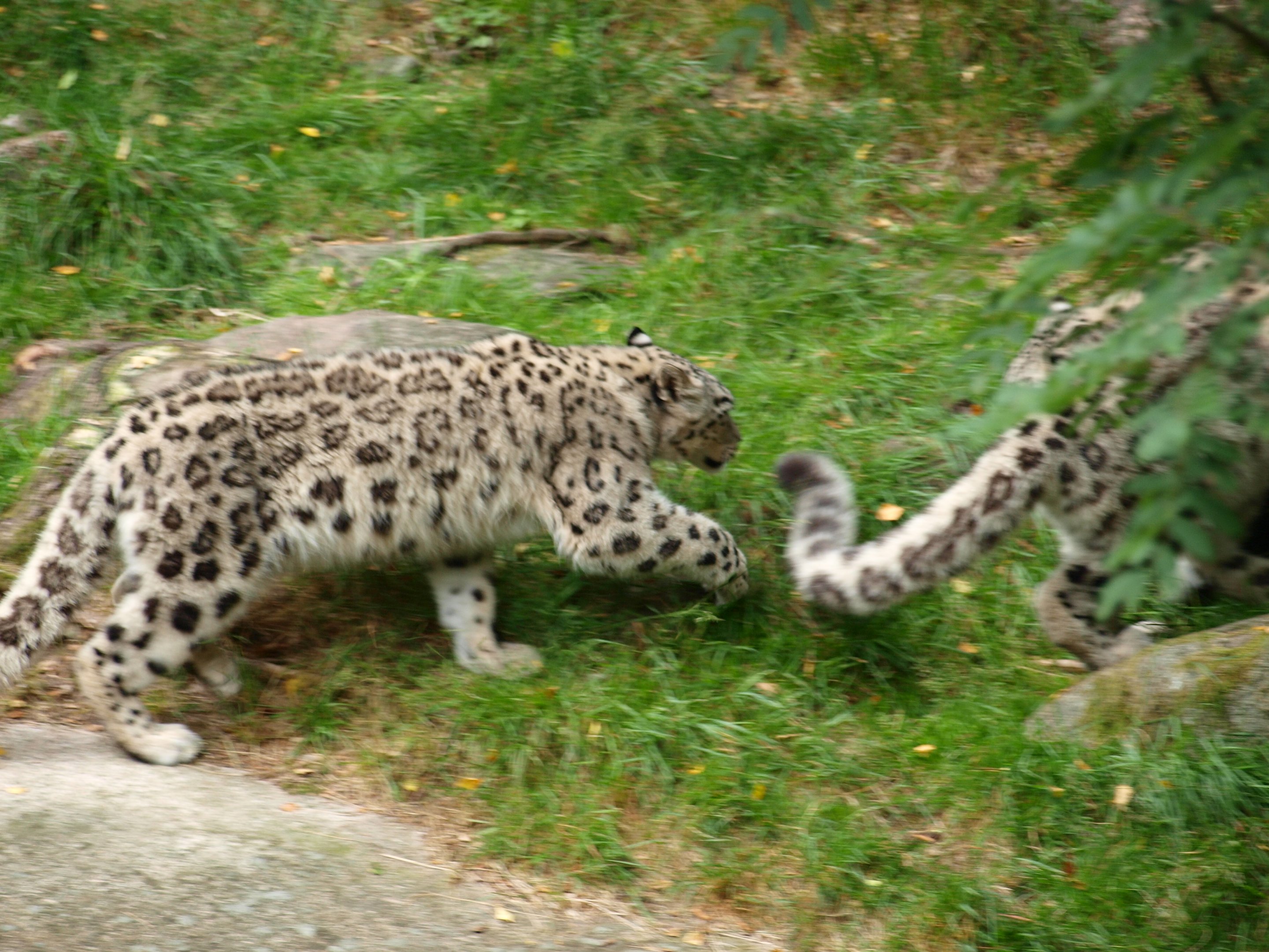 Snowleopard 2011