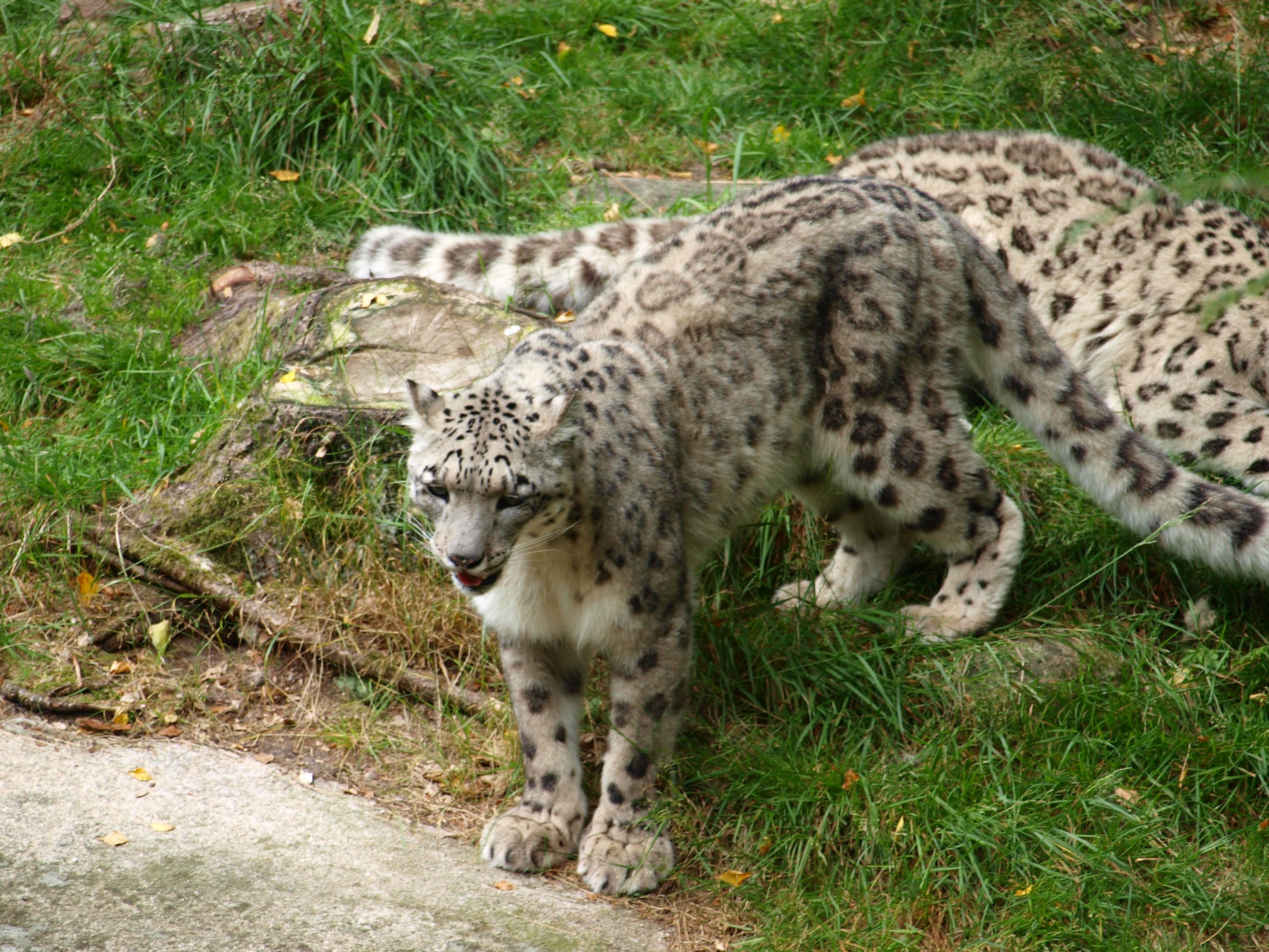 Snowleopard 2011