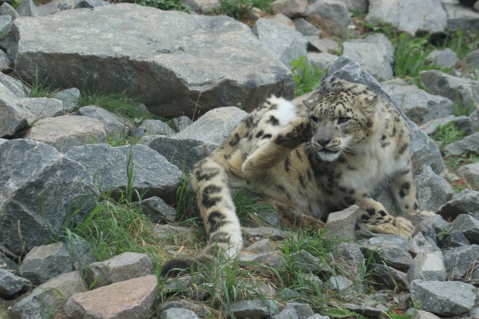 Snowleopard (Agust 2019)