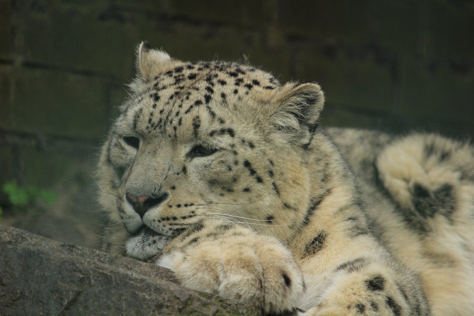 Snowleopard (April 2018)